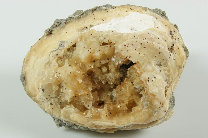 Fossil Clam with Fluorescent Calcite Crystals - Ruck's Pit, FL #191758